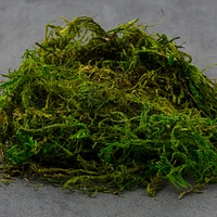 24 Pack: SuperMoss® Preserved Green Forest Moss