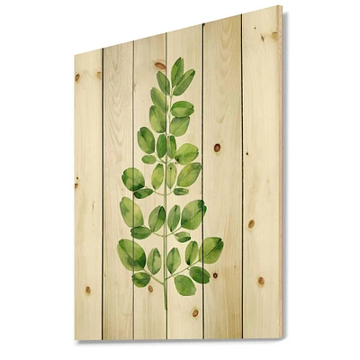 Designart - Moringa Branch Tropical Tree Foliage - Farmhouse Print on Natural Pine Wood