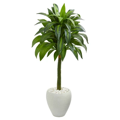 4ft. Dracaena in White Planter