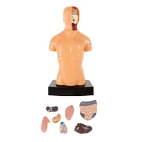 Toy Time Human Anatomy Model for Laboratory Learning