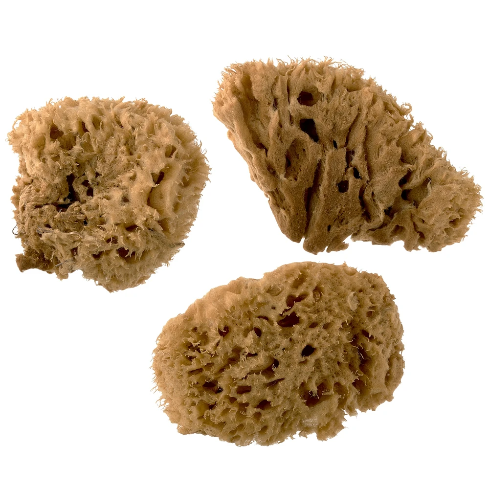 Royal Natural Sea Wool Sponge Set