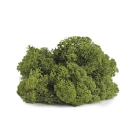 12 Pack: SuperMoss® Preserved Basil Reindeer Moss