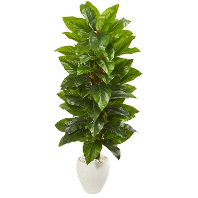 5ft. Large Leaf Philodendron in White Planter