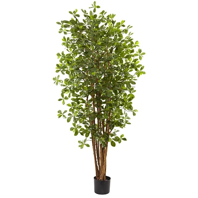 6ft. Potted Black Olive Tree