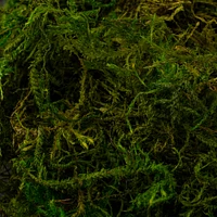 24 Pack: SuperMoss® Preserved Green Forest Moss