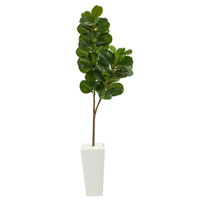 6ft. Fiddle Leaf Fig Tree in Tall White Planter