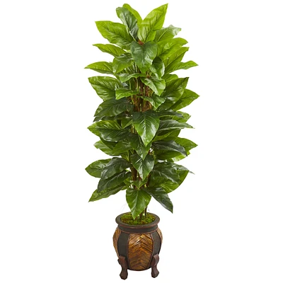 5ft. Large Leaf Philodendron in Decorative Planter