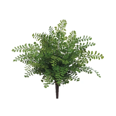 Maidenhair Fern Bush 