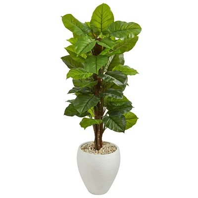 5ft. Large Leaf Philodendron Plant in White Oval Planter