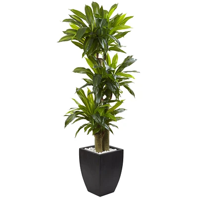 5.5ft. Corn Stalk Dracaena in Black Wash Planter