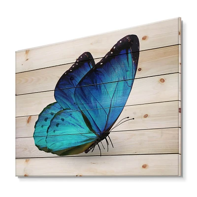 Designart - Vibrant Blue Butterfly