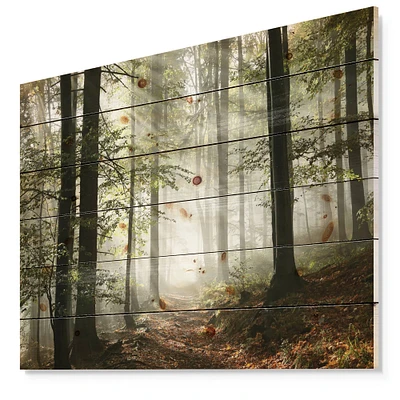 Designart - Light in Dense Fall Forest with Fog - Landscape Print on Natural Pine Wood