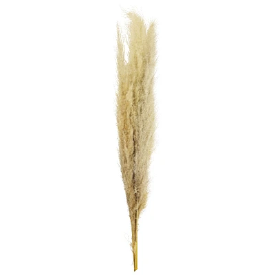 Natural Brown Pampas Bunch by Ashland®