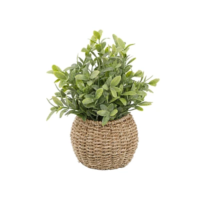 Flora Bunda® 11.7" Tea Leaf Plant in Basket