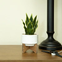 Flora Bunda® 9.7" Snake Plant in Ceramic Pot with Wood Stand