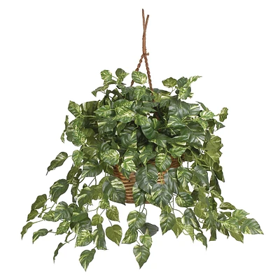 2ft. Pothos In Hanging Basket