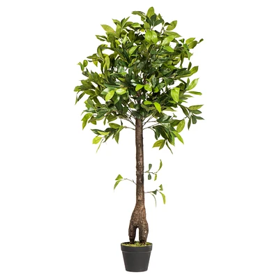 4ft. Potted Camellia Tree