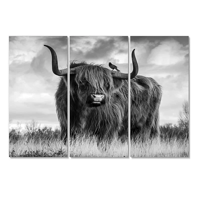 Designart - Longhaired Scottish Bull