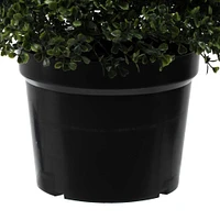 6ft. Potted Boxwood Cone Tree