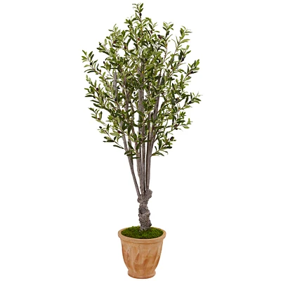 5ft. Olive Tree in Terracotta Planter