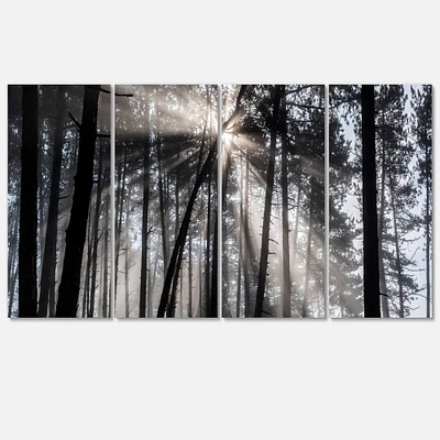 Designart - Sunbeams through Black White Forest