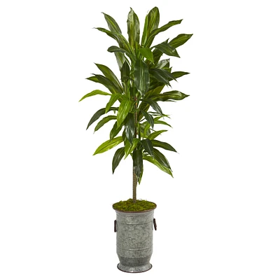 4ft. Dracaena in Vintage Metal Planter