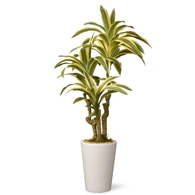 21" Potted Garden Accents Green Dracaena Plant