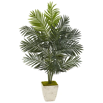 4.5ft. Paradise Palm Tree in White Planter