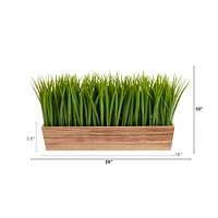 10" Vanilla Grass Plant in Decorative Planter