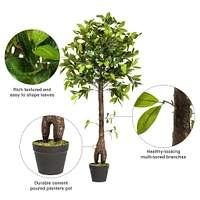 4ft. Potted Camellia Tree