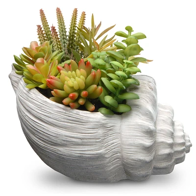 9.8" Red Tip Succulent Plants in Conch Shell Pot 