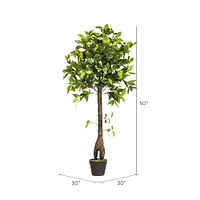 4ft. Potted Camellia Tree