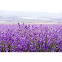 European Soaps Lavender Linen Water, 1000mL