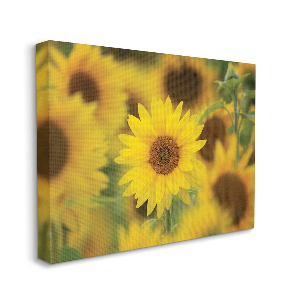 Stupell Industries Yellow Sunflower Nursery Field Directed Focus Canvas Wall Art