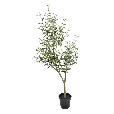 6ft. Potted Olive Leaf Tree by Ashland®