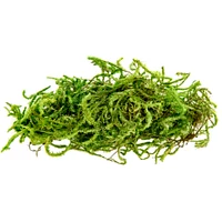 24 Pack: SuperMoss® Preserved Green Forest Moss