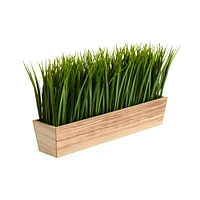 10" Vanilla Grass Plant in Decorative Planter