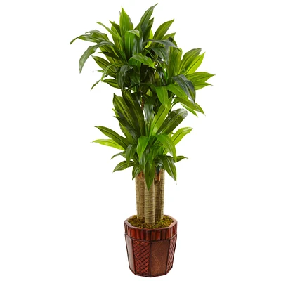 4.5ft. Cornstalk Dracaena in Wooden Planter