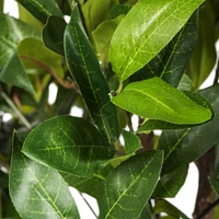 4ft. Potted Camellia Tree