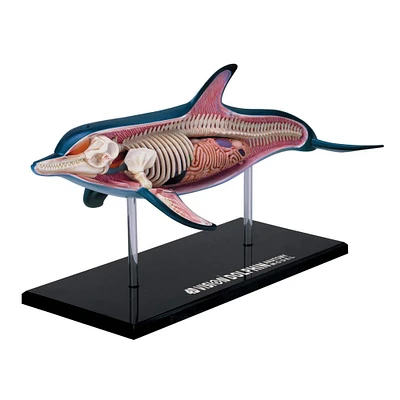 4D Vision™ Dolphin Anatomy Model