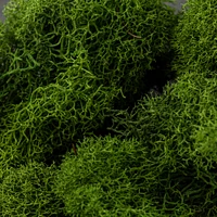 12 Pack: SuperMoss® Preserved Basil Reindeer Moss