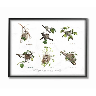 Stupell Industries Bird Nest Identification Botanical Illustrations Framed Wall Art