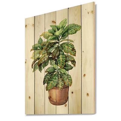 Designart - Croton In Clay Flowerpot - Traditional Print on Natural Pine Wood