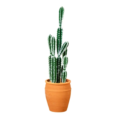 3ft. Cactus in Terracotta Planter