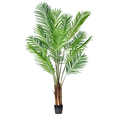 6ft. Potted Giant Areca Palm Tree