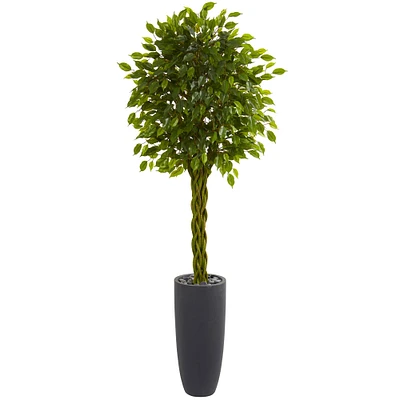 6.5ft. Braided Ficus Tree in Cylinder Planter