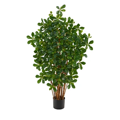 3.5ft. Potted Black Olive Tree