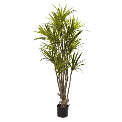 5ft. Potted Dracaena Tree