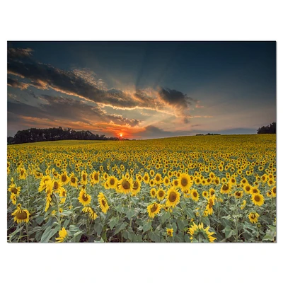 Designart - Sunflower Sunset with Cloudy Sky - Large Landscape Canvas Art