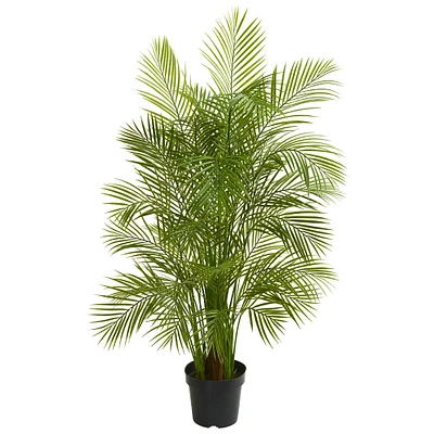 5.5ft. Potted Areca Palm Tree 